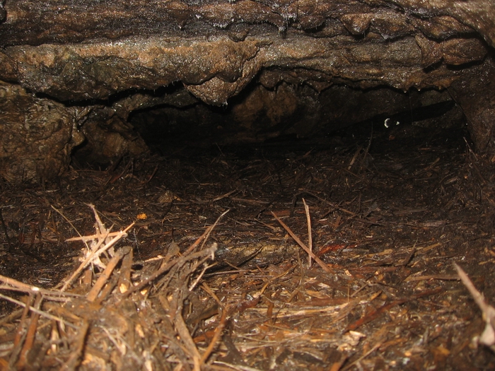 muddy beaver cave